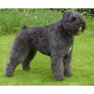 Bouvier des Flandres