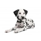 Dalmatian