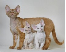 Devon Rex