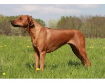 Rhodesian Ridgeback