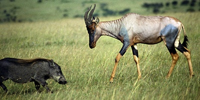 antilopa-sasabi-damaliscus-lunatus-blana