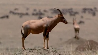 antilopa-sasabi-iarba