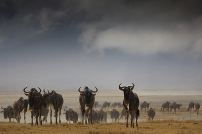 antilope-gnu-animal-rapid