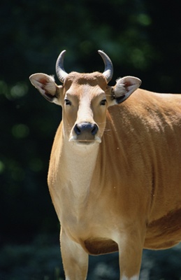 banteng-bos-javanicus-coarne-scurte