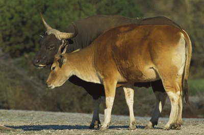 banteng-femela-si-mascul-paduri-mai-dense