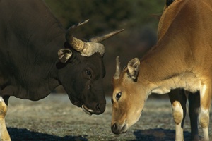 banteng-imagine-sursa-de-hrana