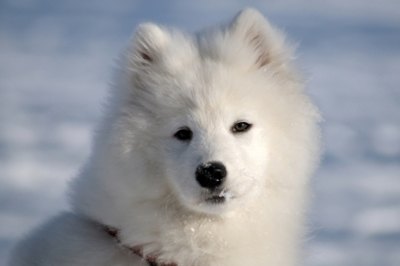 caine-samoyed-musculos