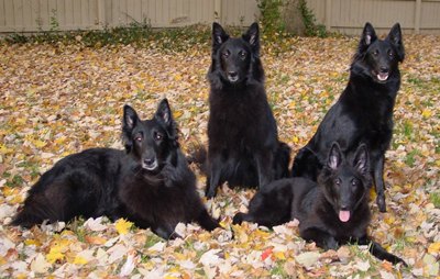 caini-groenendael-animal-de-companie