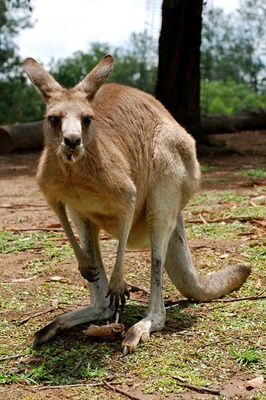 cangur-animal-marsupial