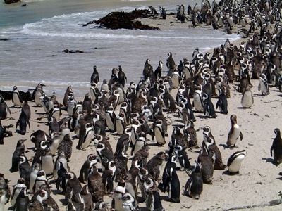 colonie-pinguini-inoata