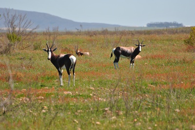 Damaliscus-dorcas-antilopa-lira-bontebok-pericol-de-disparitie