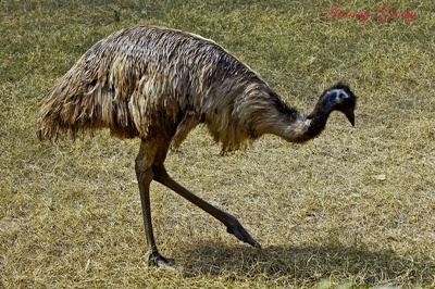 emu-reproducere