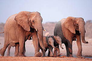 familie-elefanti-pui