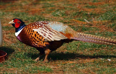 fazan-profil-penaj