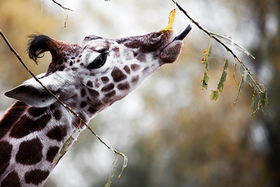 girafa-hrana-animal-social