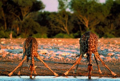 girafe-adapandu-se-animal-rapid