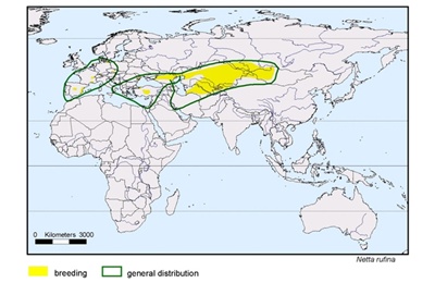 harta-distributie-rata-pochard-cu-creasta-rosie-Delta-Dunarii