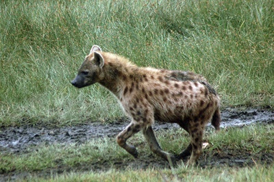 hiena-profil-tigai