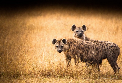 hiene-animale-carnivore 