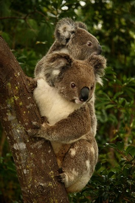 koala-blana