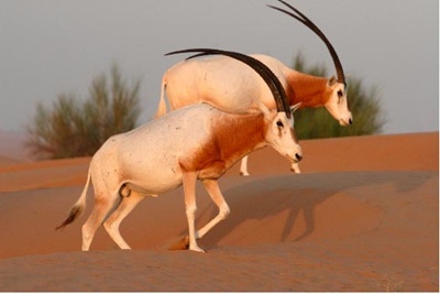 oryx-cu-coarne-sabie-blana