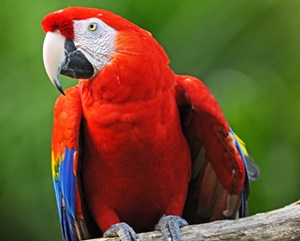 papagal-ara-stacojiu-rosu