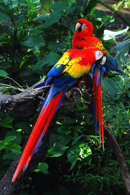 papagali-ara-stacojii-curcubeu