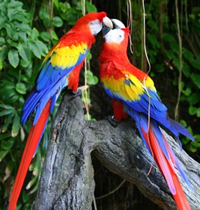 papagali-ara-cusca-spatioasa