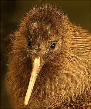 pasarea-kiwi-mamifer-de-onoare