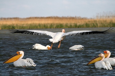pelicani-albi-colonii