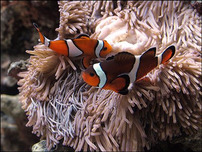 peste-clovn-langa-anemone-acvariu