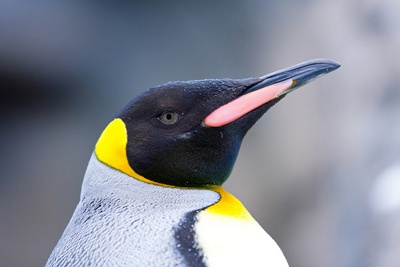 pinguin-cap-pene