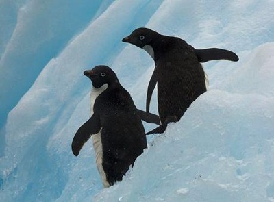 pinguini-adelie-pe-zapada-crevetii