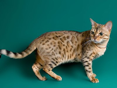 pisica-bengal-periata