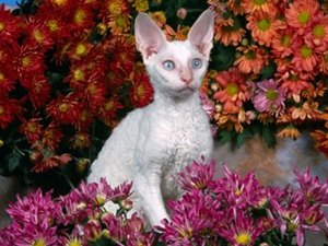 pisica-devon-rex-printre-flori-casa