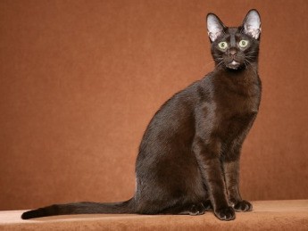 pisica-havana-brown-pisica-hibrid