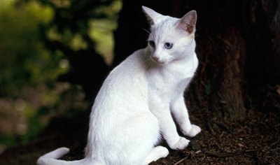 pisica-orientala-alba-origine-si-istoric