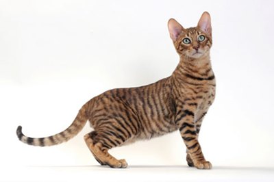 pisica-toyger-mini-tigru