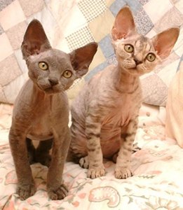 rasa-devon-rex-apartament