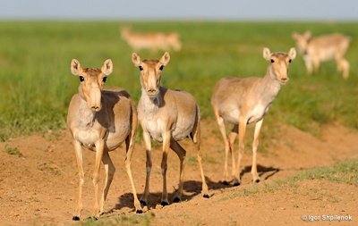 saiga-tatarica-blana