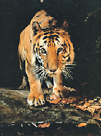 tigru-indochinez-blana