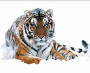 tigru-siberian-padurile-dense