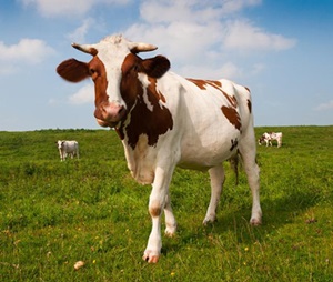 vaca-baltata-romaneasca-nutritie-saraca