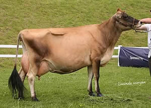 vaca-Jersey-2008-caldura
