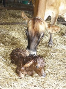vaca-Jersey-cu-vitel-longevitate