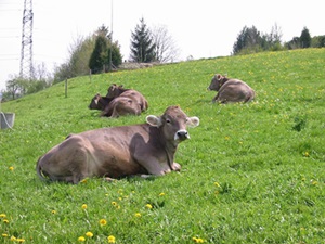 vaci-brune-pe-iarba-proteine