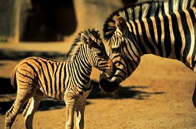 zebra-si-pui